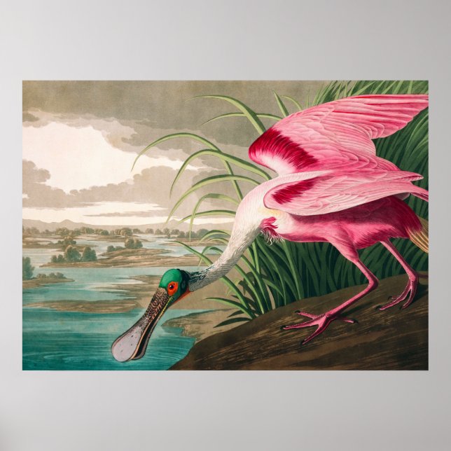 Affiche Spoonbill sur le roseate par John James Audubon (Devant)