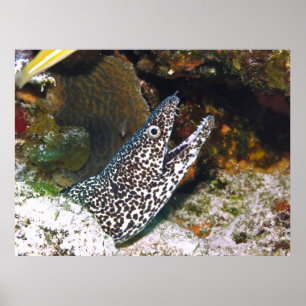 Affiche Spotted Moray