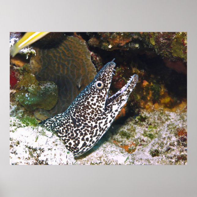 Affiche Spotted Moray (Devant)