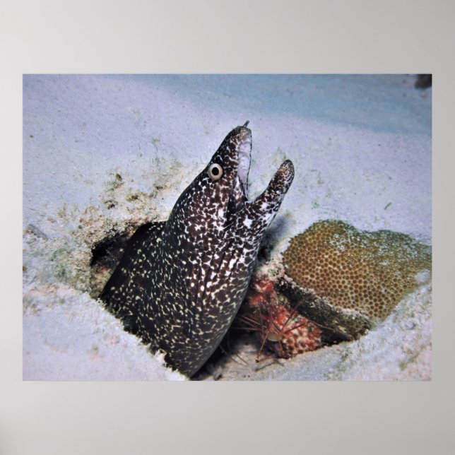 Affiche Spotted Moray in Cozumel (Devant)