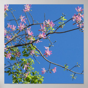 Affiche Spring, branch of a blossoming tree