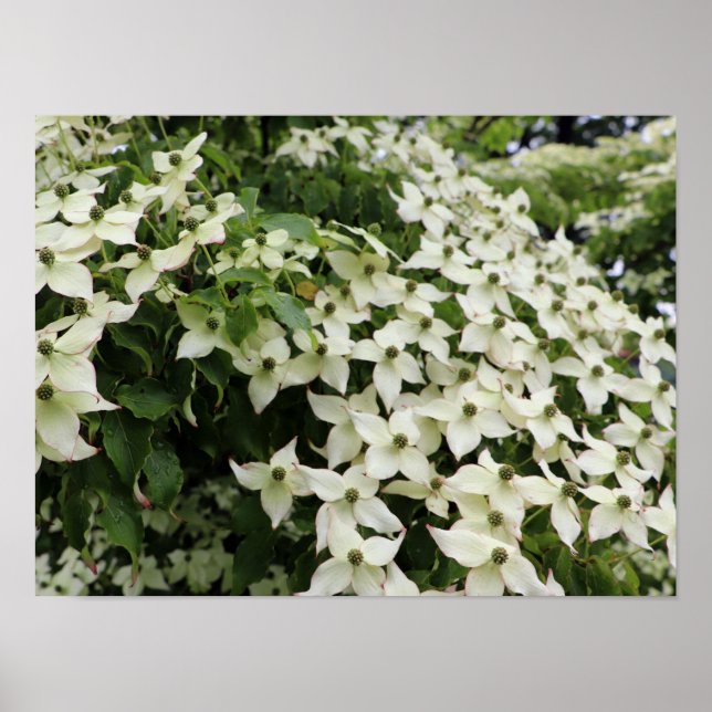 Affiche Spring Dogwoods in Marshall Bloom (Devant)