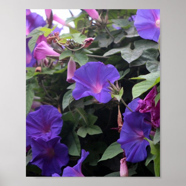 Affiche Spring Morning Glories en bleu (Devant)