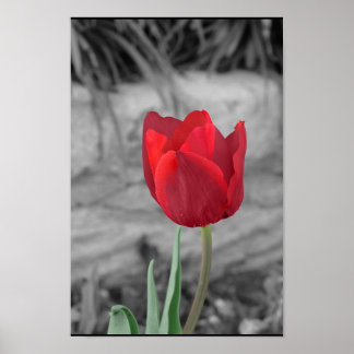 Affiche Spring Tulip