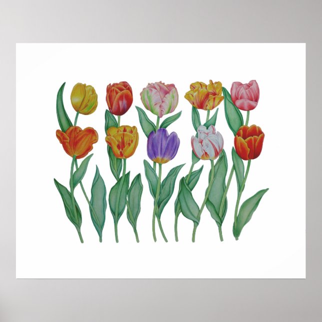 Affiche Spring Tulips (Devant)
