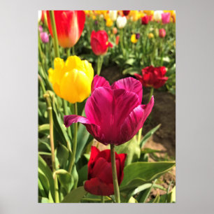 Affiche Spring tulips, Oregon