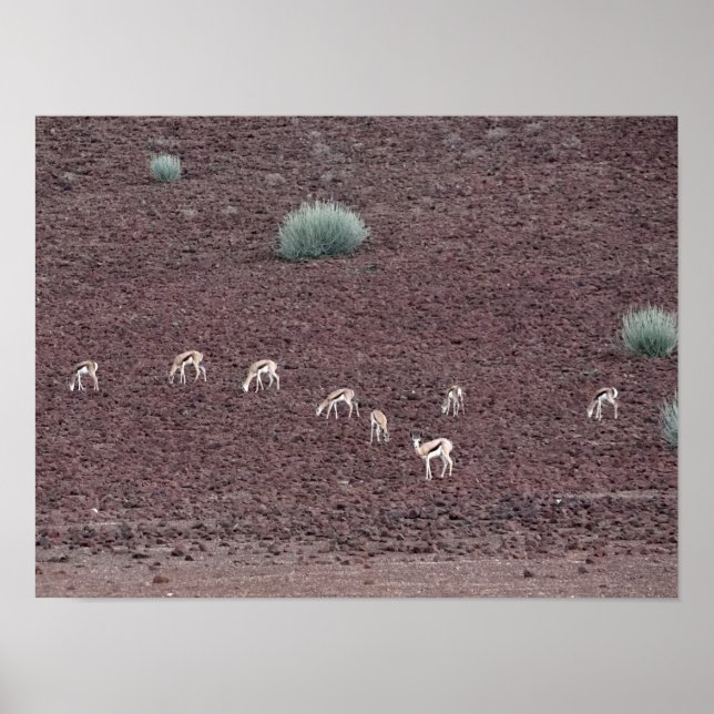 Affiche Springboks Grazing For Food, Le Désert Du Namib. (Devant)