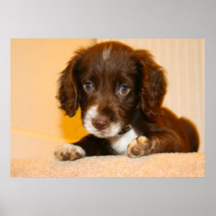 Affiche Springer Cocker Spaniel chiot croisé