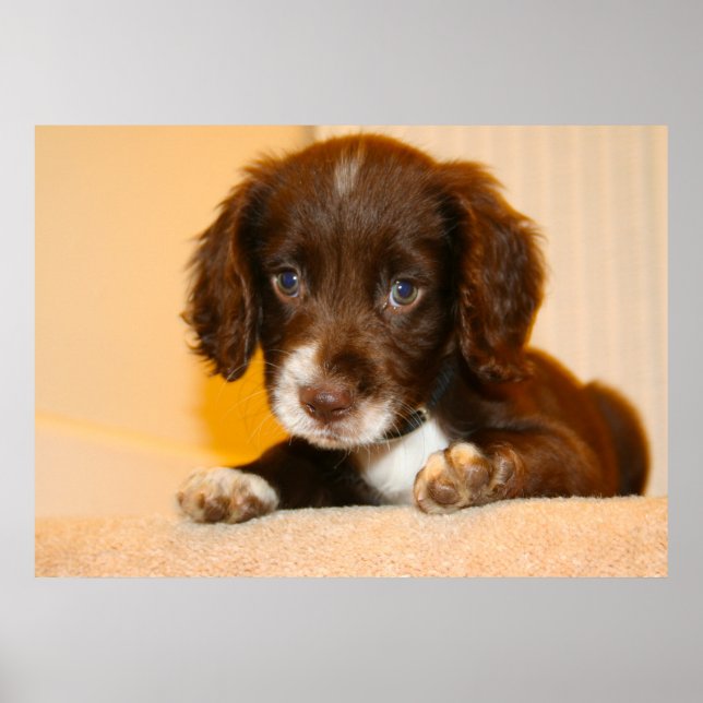 Affiche Springer Cocker Spaniel chiot croisé (Devant)