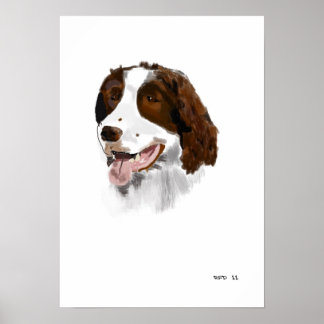 Affiche Springer Spaniel