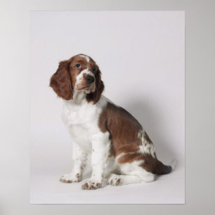 Affiche Springer spaniel