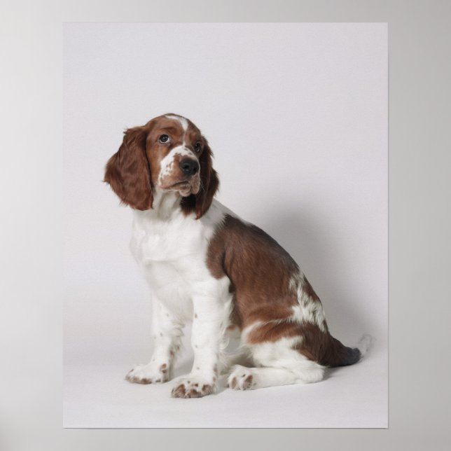 Affiche Springer spaniel (Devant)