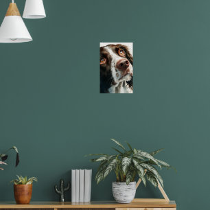 Affiche Springer spaniel marron 