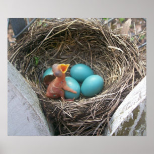 Affiche springs_new_born_first