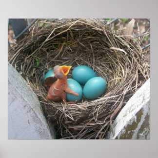 Affiche springs_new_born_first