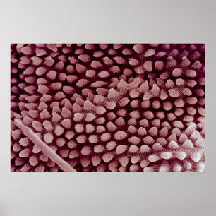 Affiche Springtail - arrière