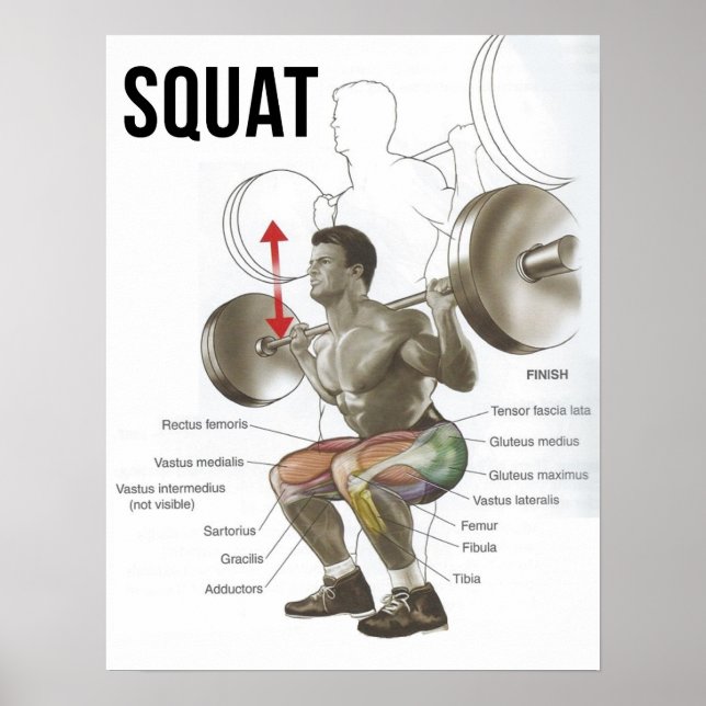 Affiche Squat - Diagramme musculaire - Anatomie (Devant)