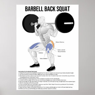Affiche Squat - Exercice - Muscle Anatomy Chart