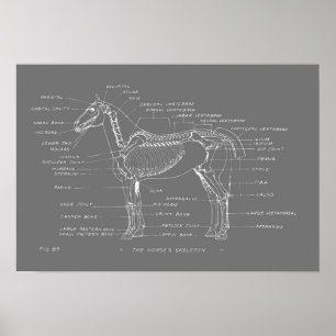 Affiche SQUELETON DU CHEVAL 19 x 13 Imprimer