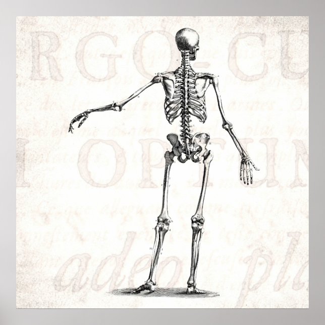 Affiche Squelette d'antiquité squelette des années 1800 vi (Devant)