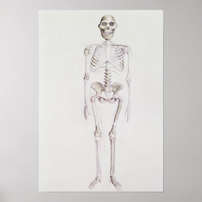 Affiche Squelette d'Australopithèque (Devant)