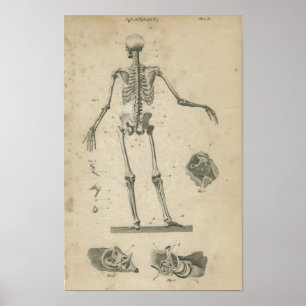 Affiche Squelette d'impression Anatomie vintage