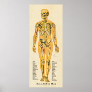 Affiche Squelette humain Anatomie Bones Graphique Homme