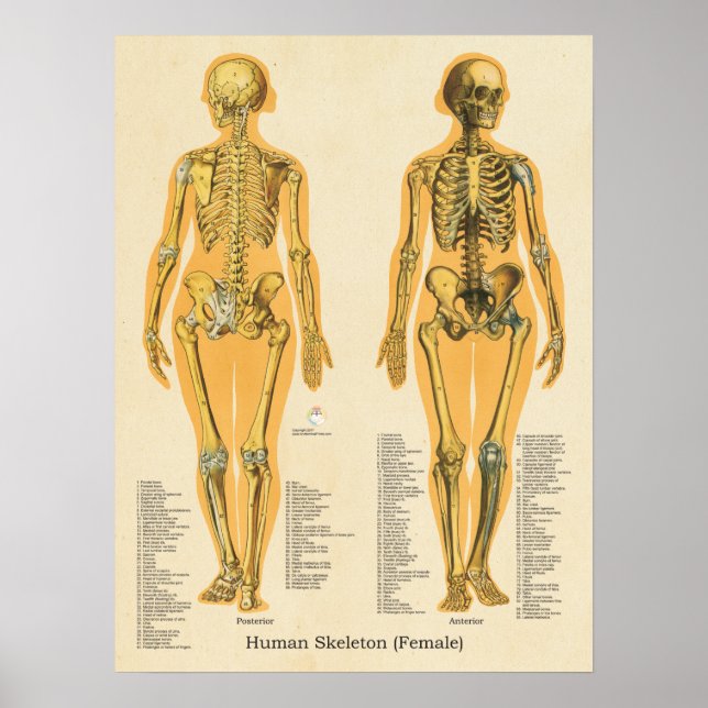 Affiche Squelette humain Anatomie des os Graphique Femme (Devant)