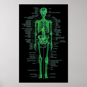 Affiche squelette vert