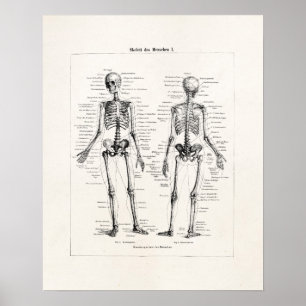 Affiche Squelette vintage Anatomie humaine Os Os Crâne