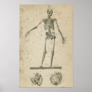 Affiche Squelette vintage d'impression d'anatomie