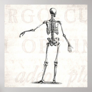 Affiche Squelettes antiques squelettiques d'anatomie de