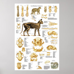 Affiche squelettique 24 x 36 d'anatomie de crâne