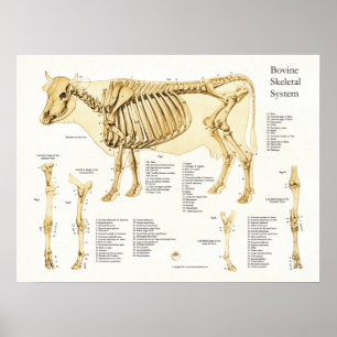 Affiche squelettique bovine d'anatomie de vache