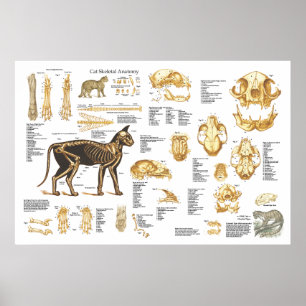 Affiche squelettique féline 24" d'anatomie de chat