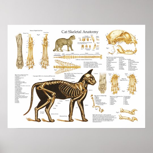 Affiche Squelettique Feline D Anatomie De Chat Zazzle Fr