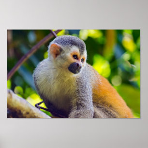 Affiche Squirrel monkey in Manuel Antonio NP - Costa Rica