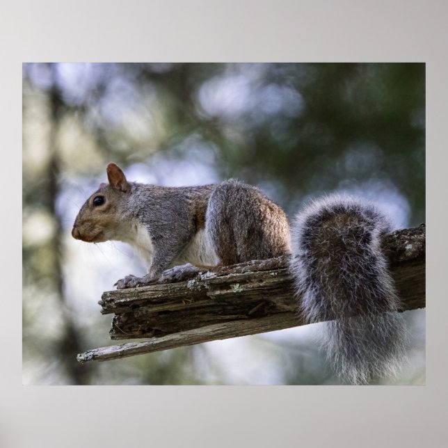 Affiche Squirrel Perched on a Tree Branch (Devant)