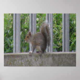 Affiche Squirrel sitting on the fence Print