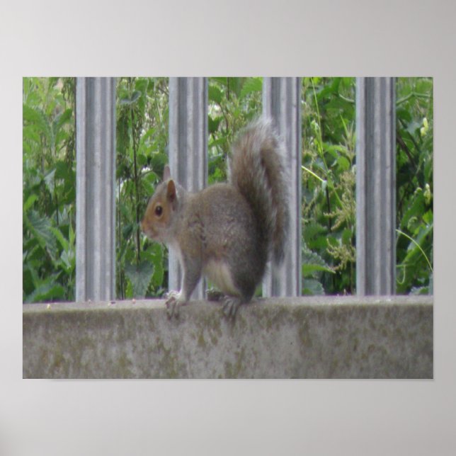 Affiche Squirrel sitting on the fence Print (Devant)