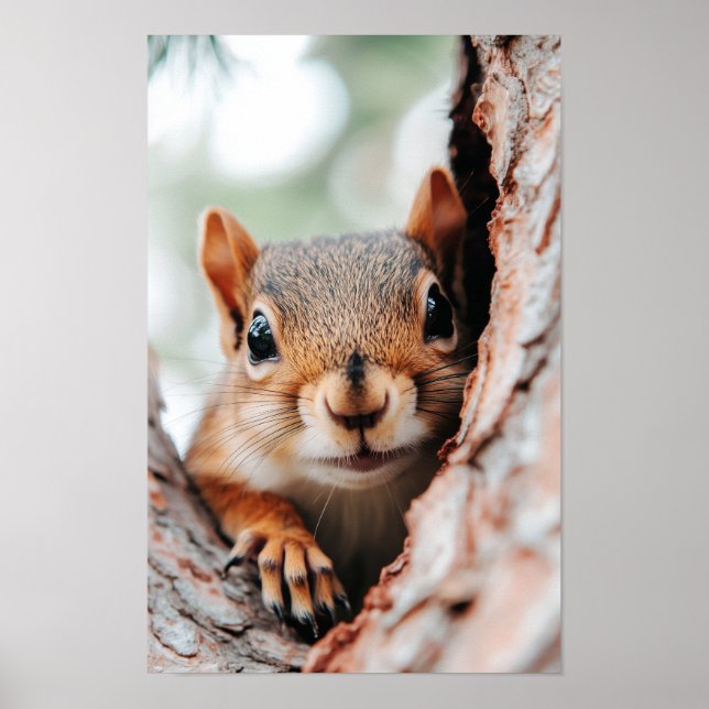 Affiche Squirrel Wild Animal Loving Portrait  (Devant)