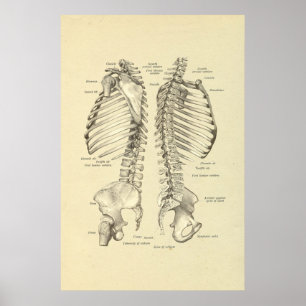 Affiche Ssection croisé squelettique humain de copie