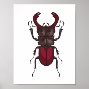 Affiche Stag beetle