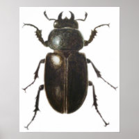 Stag Beetle 2011