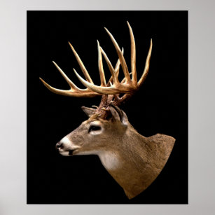 Affiche Stag Buck Deer