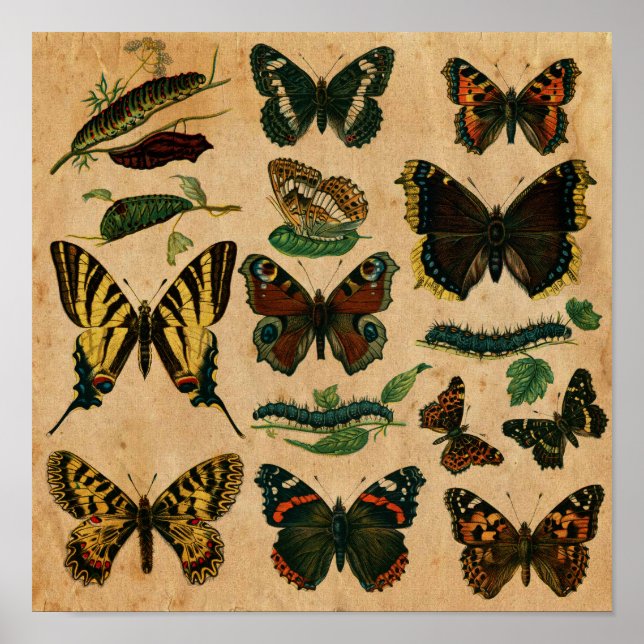 Affiche Stained Paper Effect Vintage Butterfly Collection (Devant)