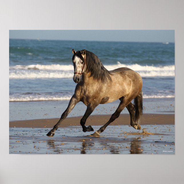 Affiche Stallion Andalou Gris Dappé Sur La Plage (Devant)
