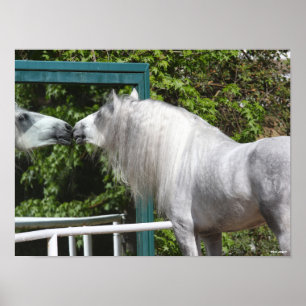 Affiche Stallion Andalou Gris Regardant En Miroir