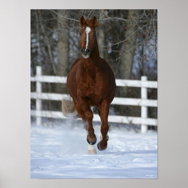 Affiche Stallion Chestnut Trakehner Dans La Neige (Devant)