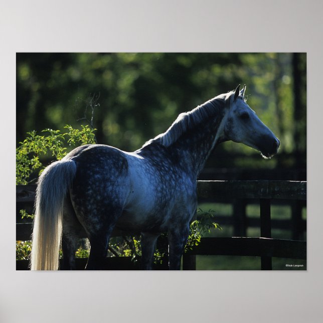 Affiche Stallion Hanoverian gris pomme debout (Devant)